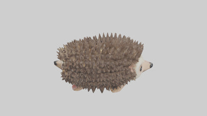 3D model Babyhedgehog Model 1 VR / AR / low-poly