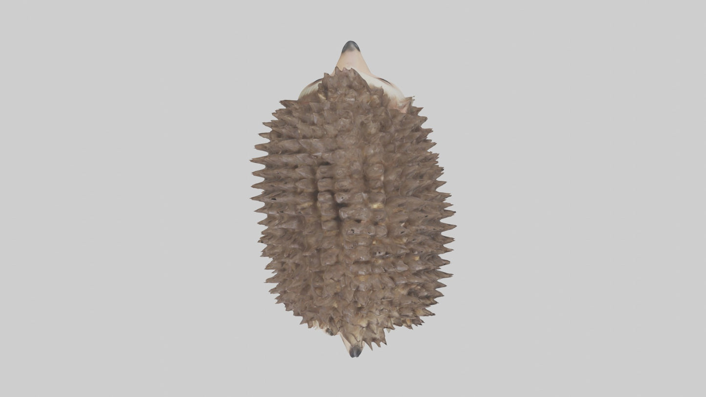 3D model Babyhedgehog Model 1 VR / AR / low-poly