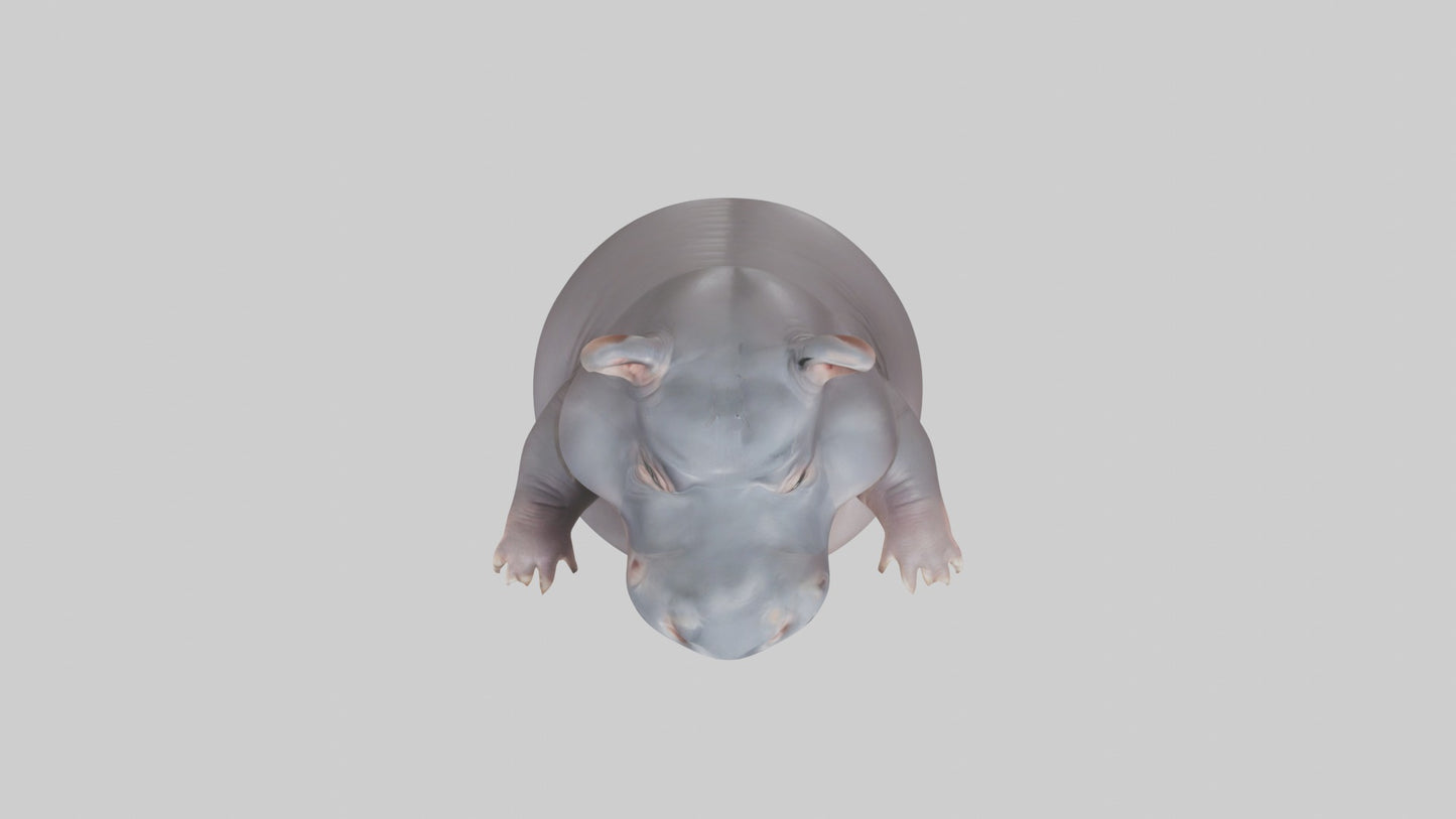 3D model Babyhippo Model 1 VR / AR / low-poly