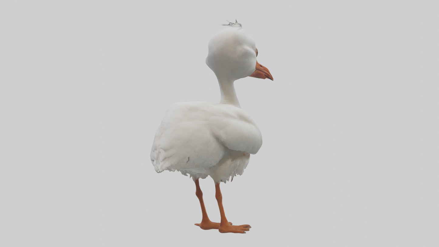 3D model Babyibis Model 1 VR / AR / low-poly