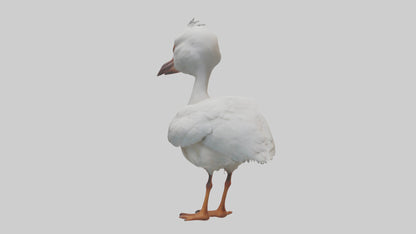 3D model Babyibis Model 1 VR / AR / low-poly