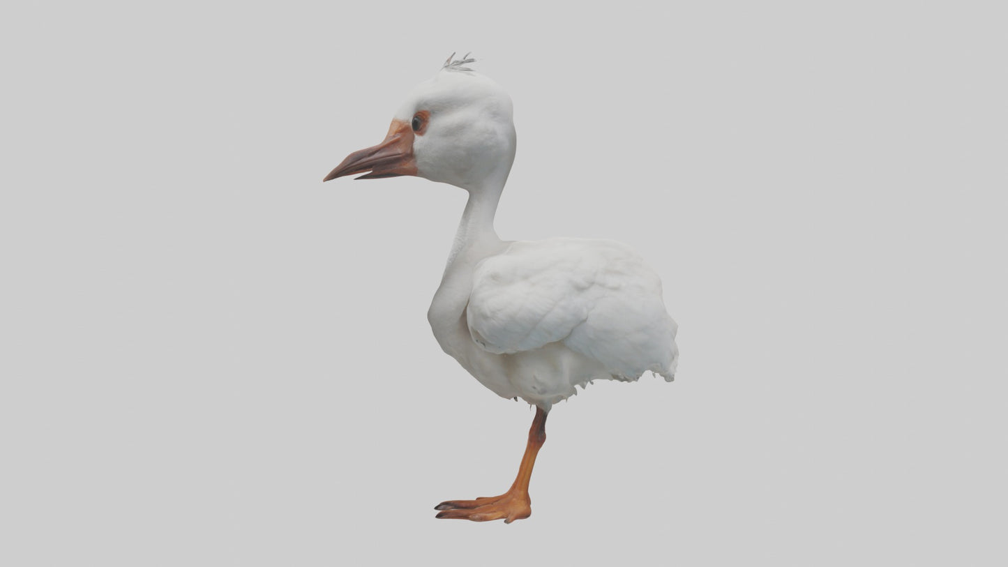 3D model Babyibis Model 1 VR / AR / low-poly