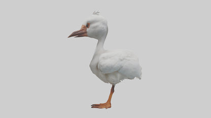3D model Babyibis Model 1 VR / AR / low-poly