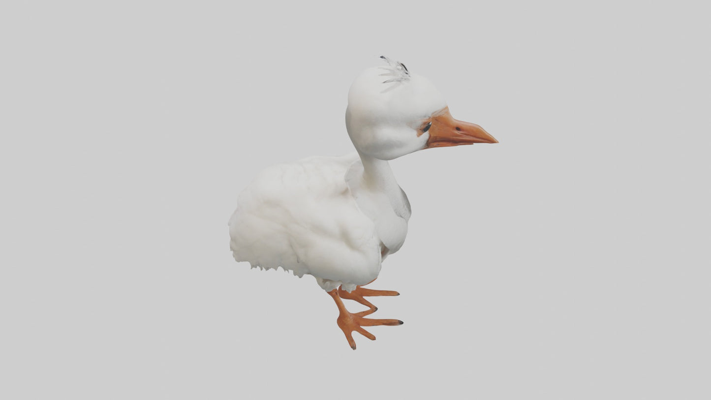 3D model Babyibis Model 1 VR / AR / low-poly