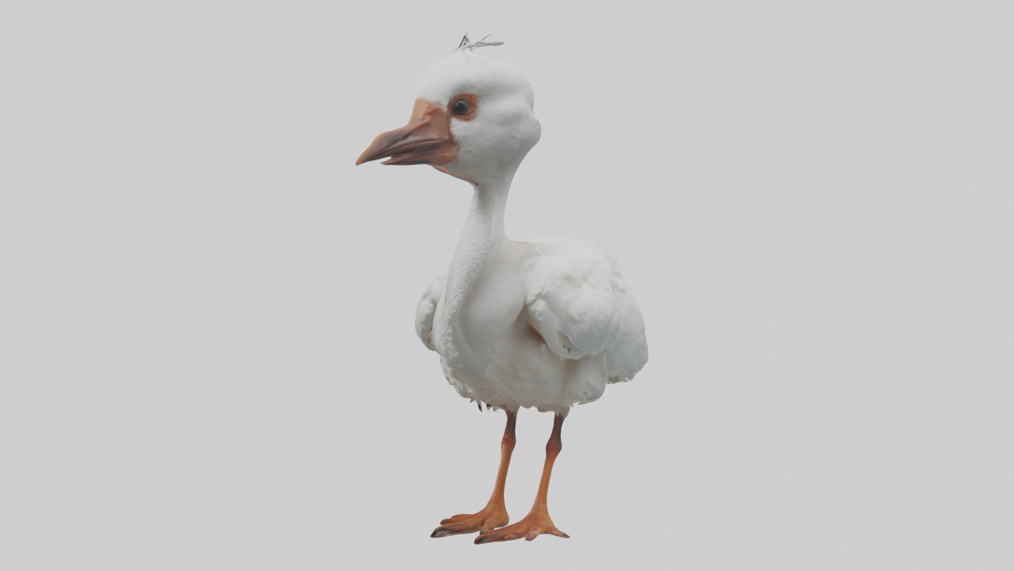 3D model Babyibis Model 1 VR / AR / low-poly