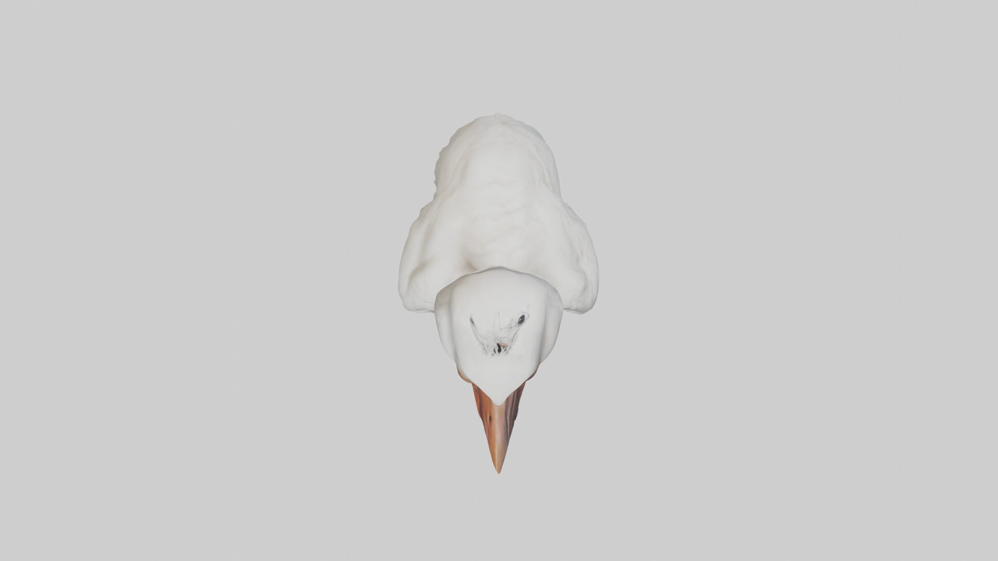 3D model Babyibis Model 1 VR / AR / low-poly