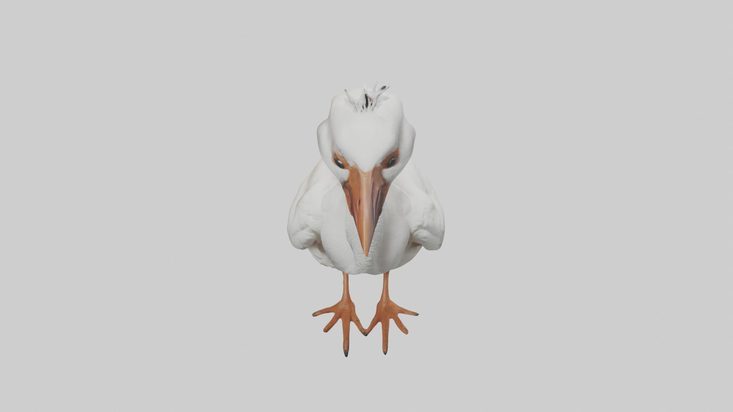 3D model Babyibis Model 1 VR / AR / low-poly