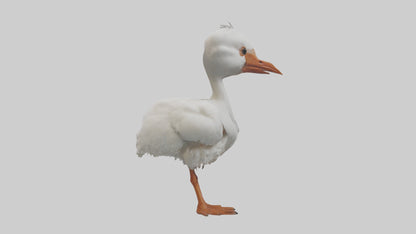 3D model Babyibis Model 1 VR / AR / low-poly