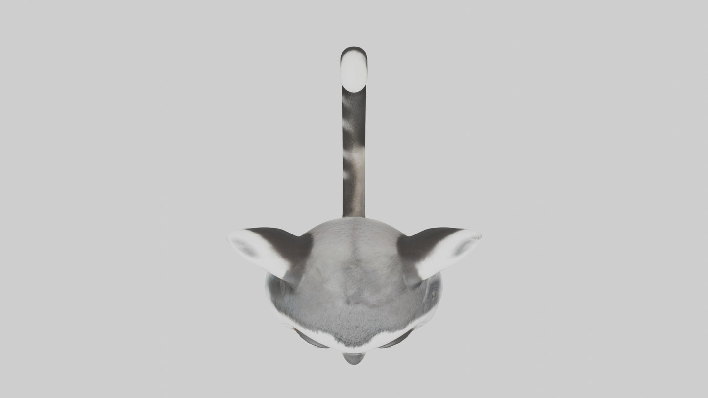 3D model Babylemur Model 1 VR / AR / low-poly