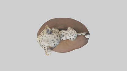 3D model Babyleopard Model 1 VR / AR / low-poly