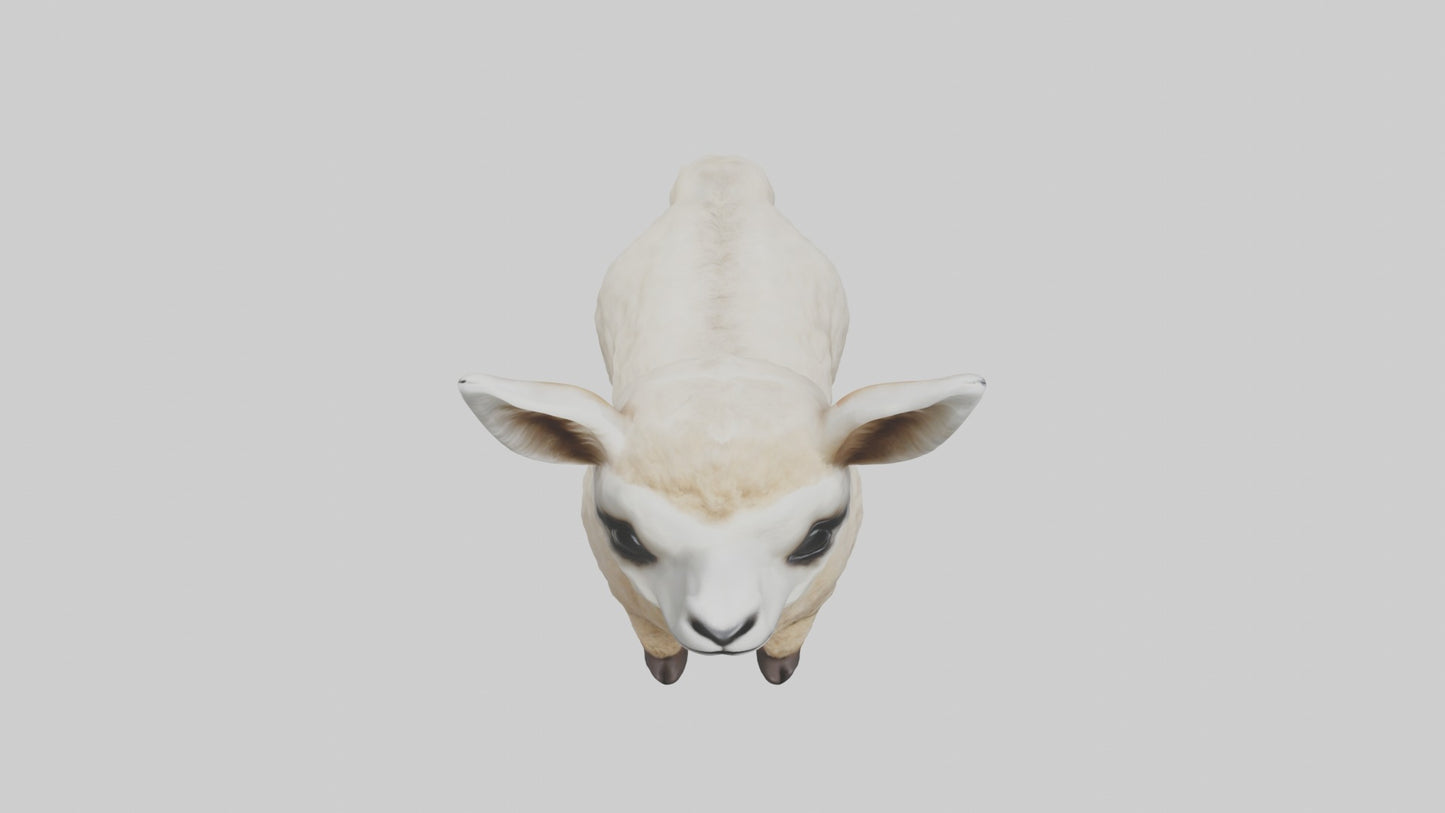 3D model Babyllama Model 1 VR / AR / low-poly