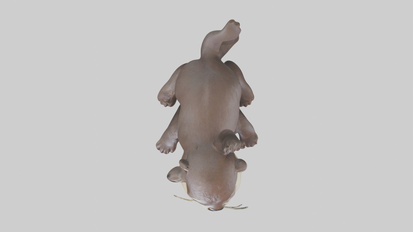 3D model Babyotter Model 1 VR / AR / low-poly