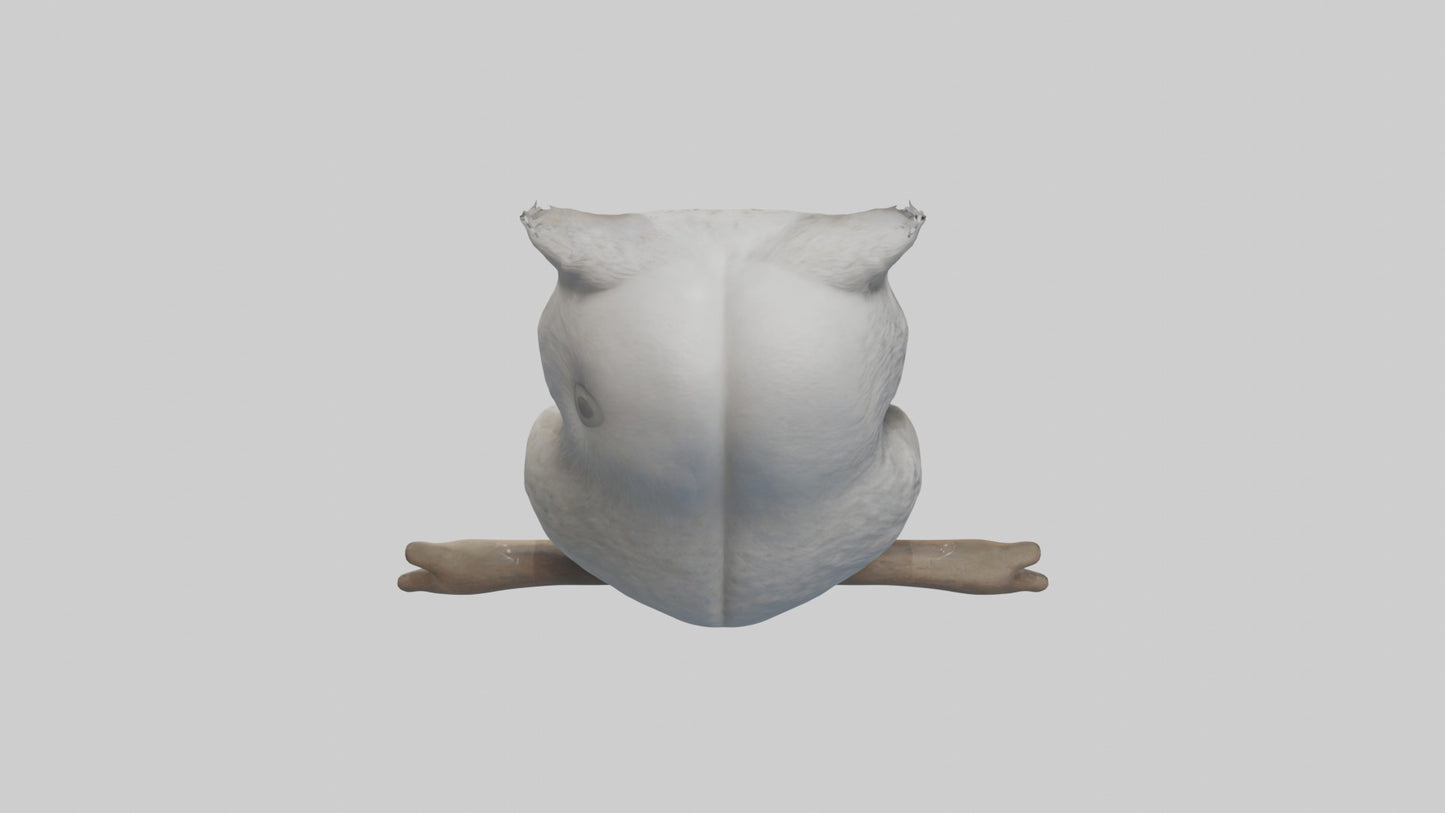 3D model Babyowl Model 1 VR / AR / low-poly