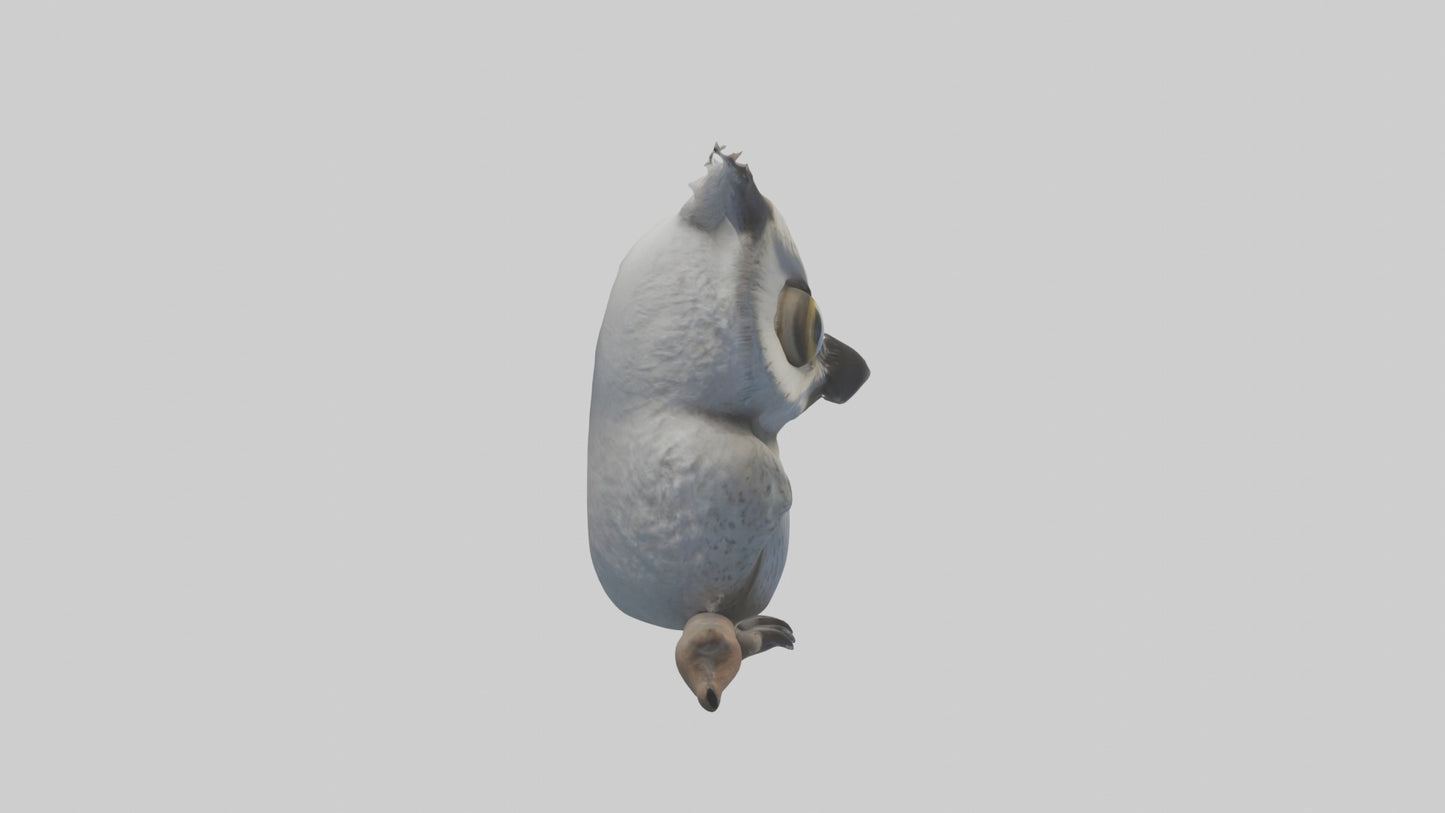 3D model Babyowl Model 1 VR / AR / low-poly