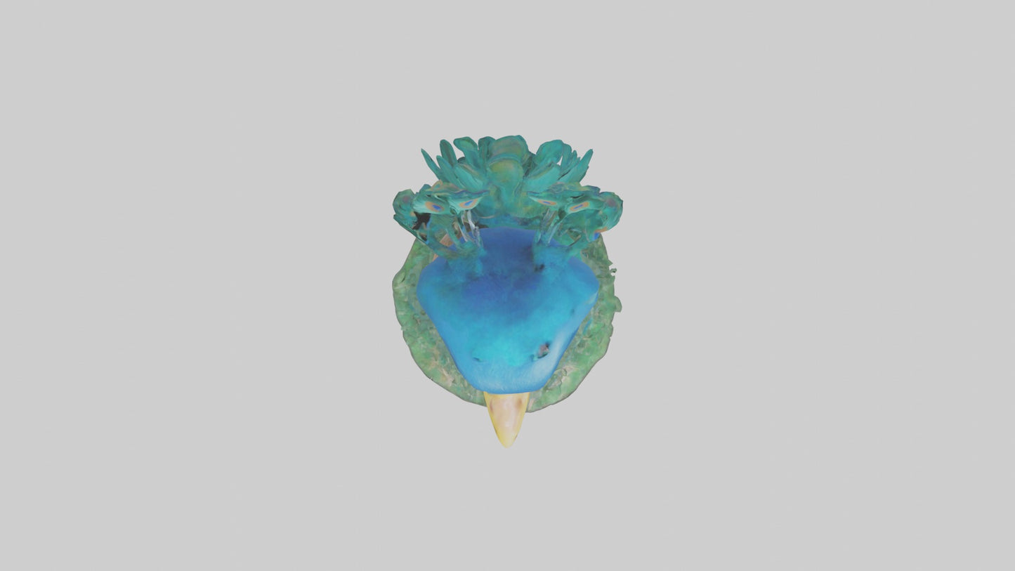 3D model Babypeacock Model 1 VR / AR / low-poly