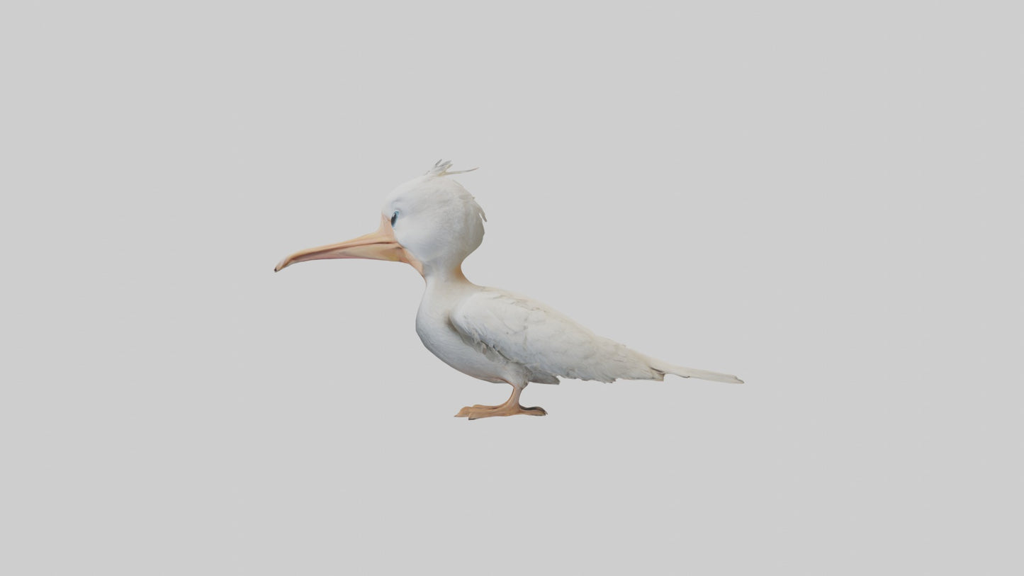 3D model Babypelican Model 1 VR / AR / low-poly