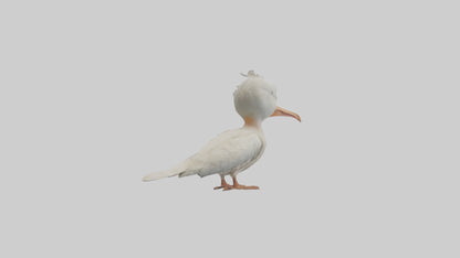 3D model Babypelican Model 1 VR / AR / low-poly