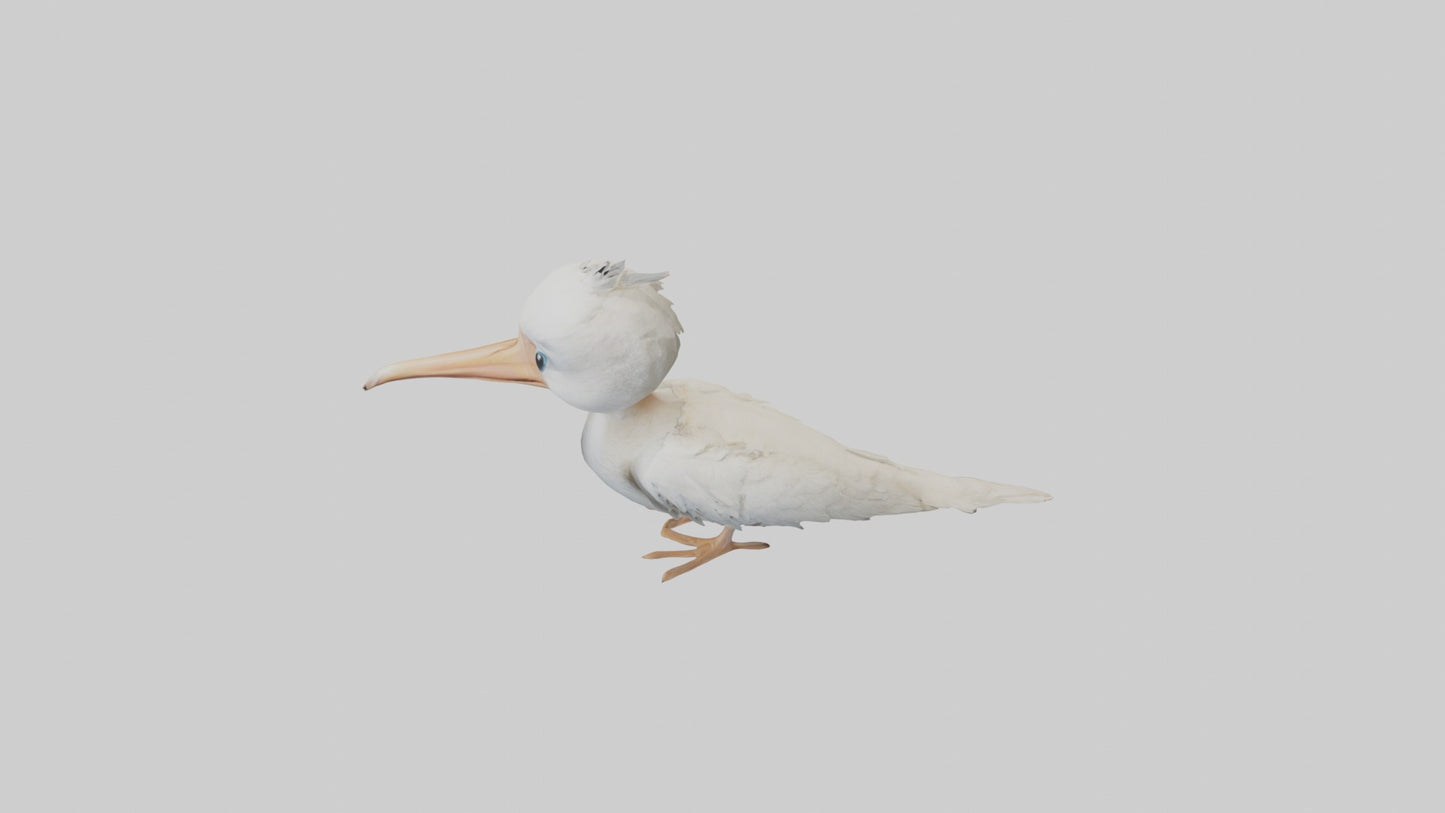 3D model Babypelican Model 1 VR / AR / low-poly