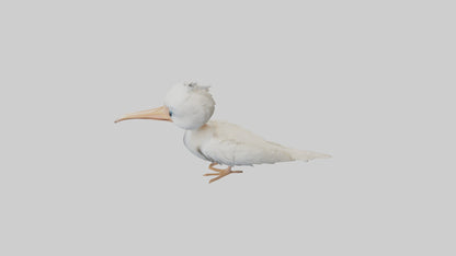 3D model Babypelican Model 1 VR / AR / low-poly