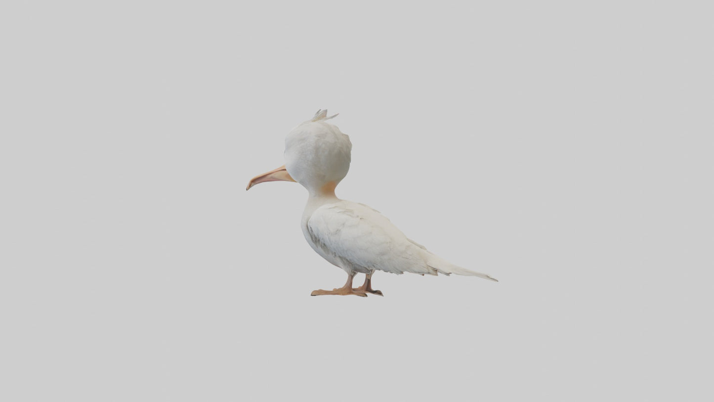 3D model Babypelican Model 1 VR / AR / low-poly