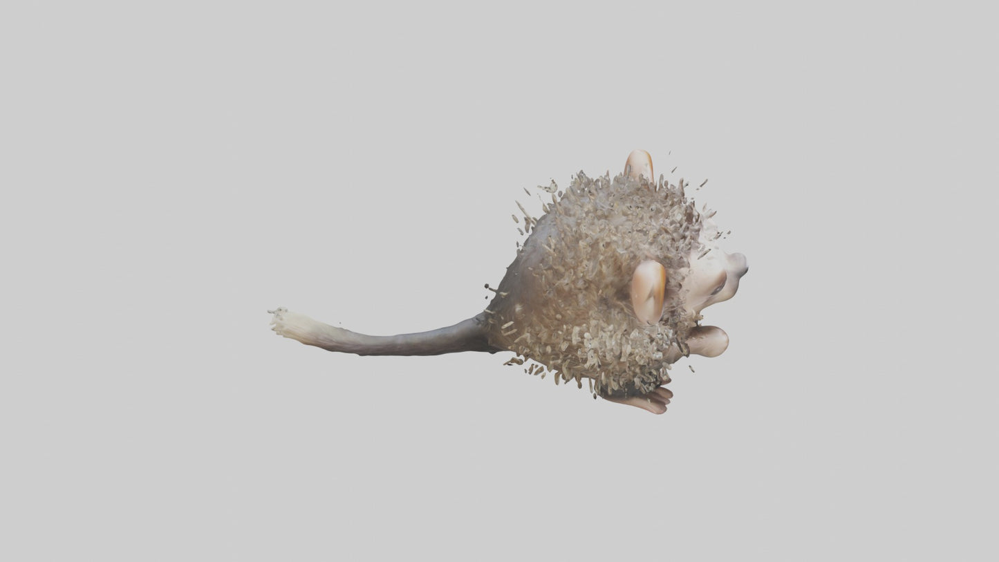 3D model Babyporcupine Model 1 VR / AR / low-poly