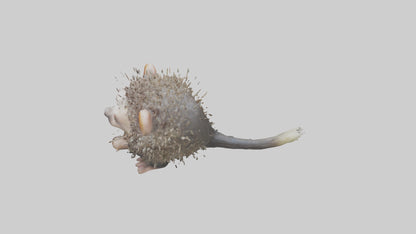 3D model Babyporcupine Model 1 VR / AR / low-poly