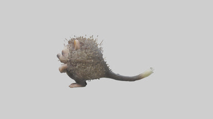 3D model Babyporcupine Model 1 VR / AR / low-poly