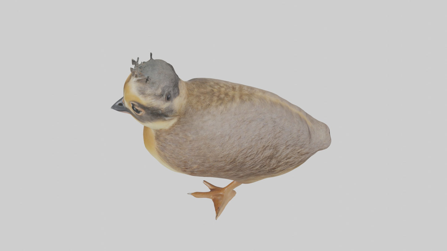 3D model Babyquail Model 1 VR / AR / low-poly