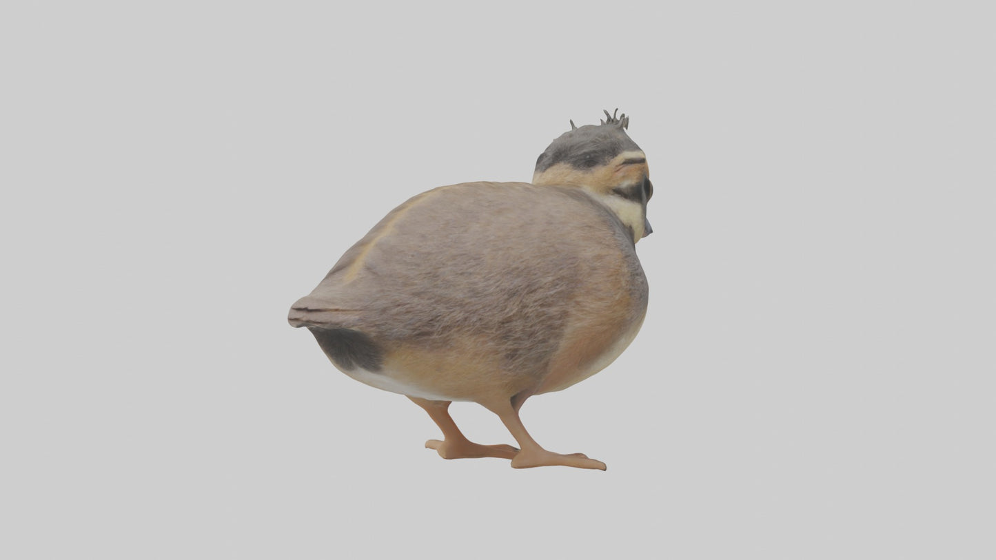 3D model Babyquail Model 1 VR / AR / low-poly