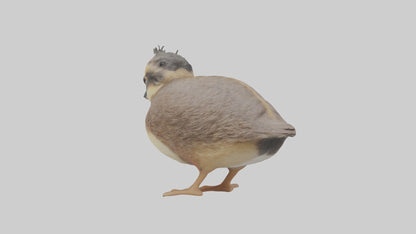3D model Babyquail Model 1 VR / AR / low-poly
