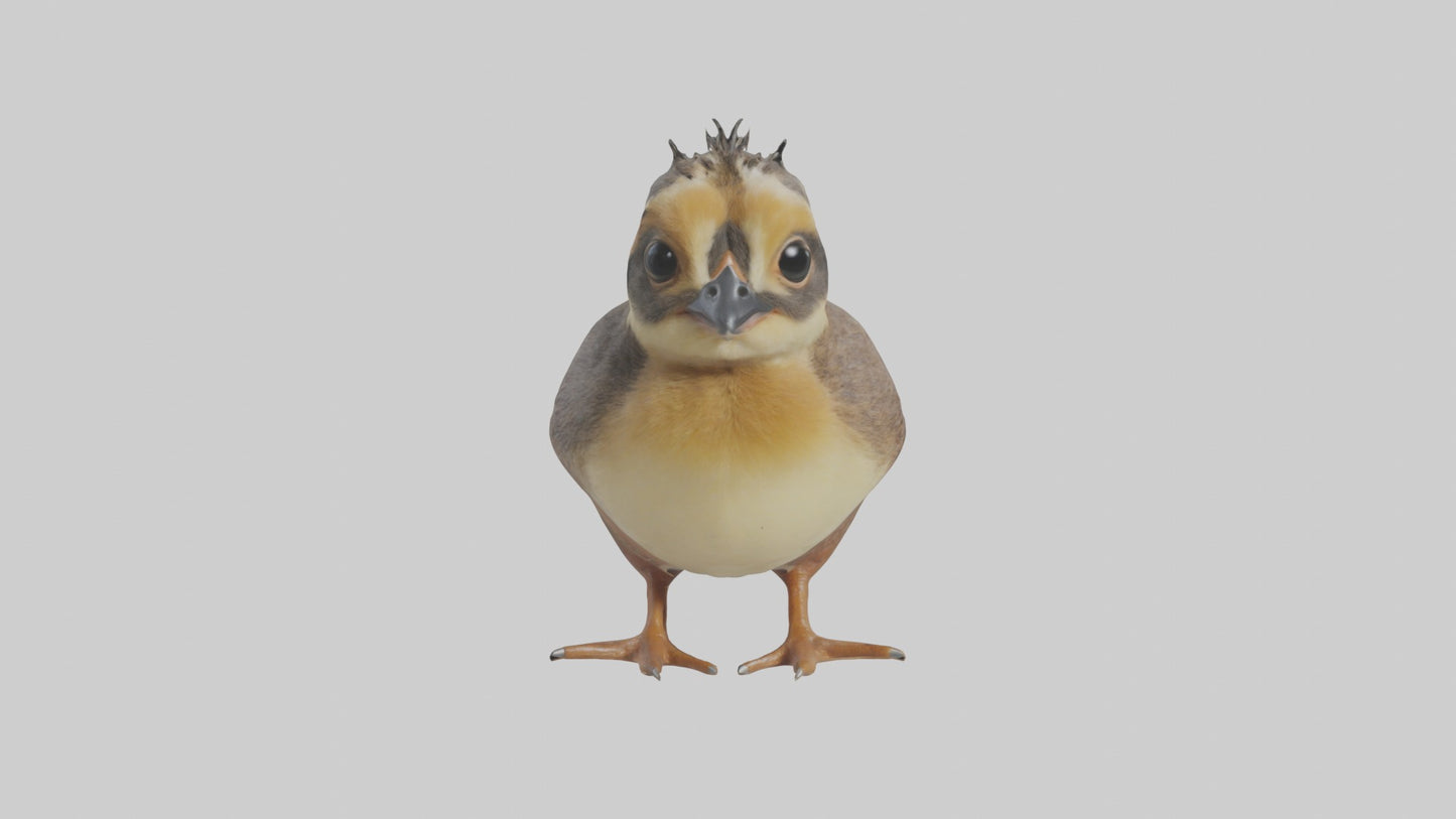 3D model Babyquail Model 1 VR / AR / low-poly
