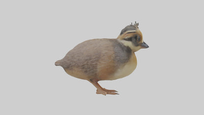 3D model Babyquail Model 1 VR / AR / low-poly