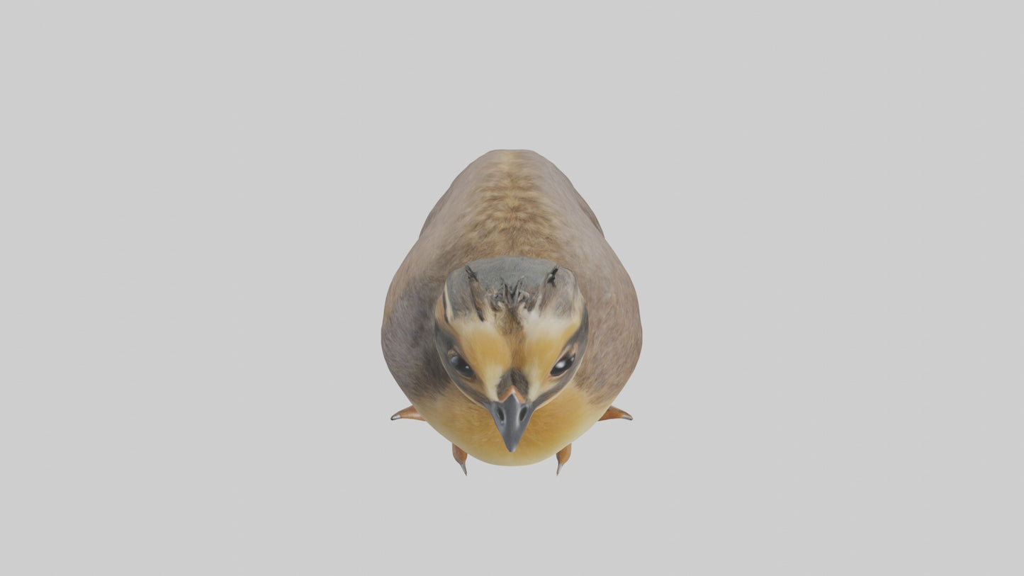 3D model Babyquail Model 1 VR / AR / low-poly