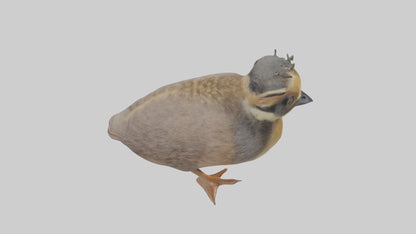 3D model Babyquail Model 1 VR / AR / low-poly