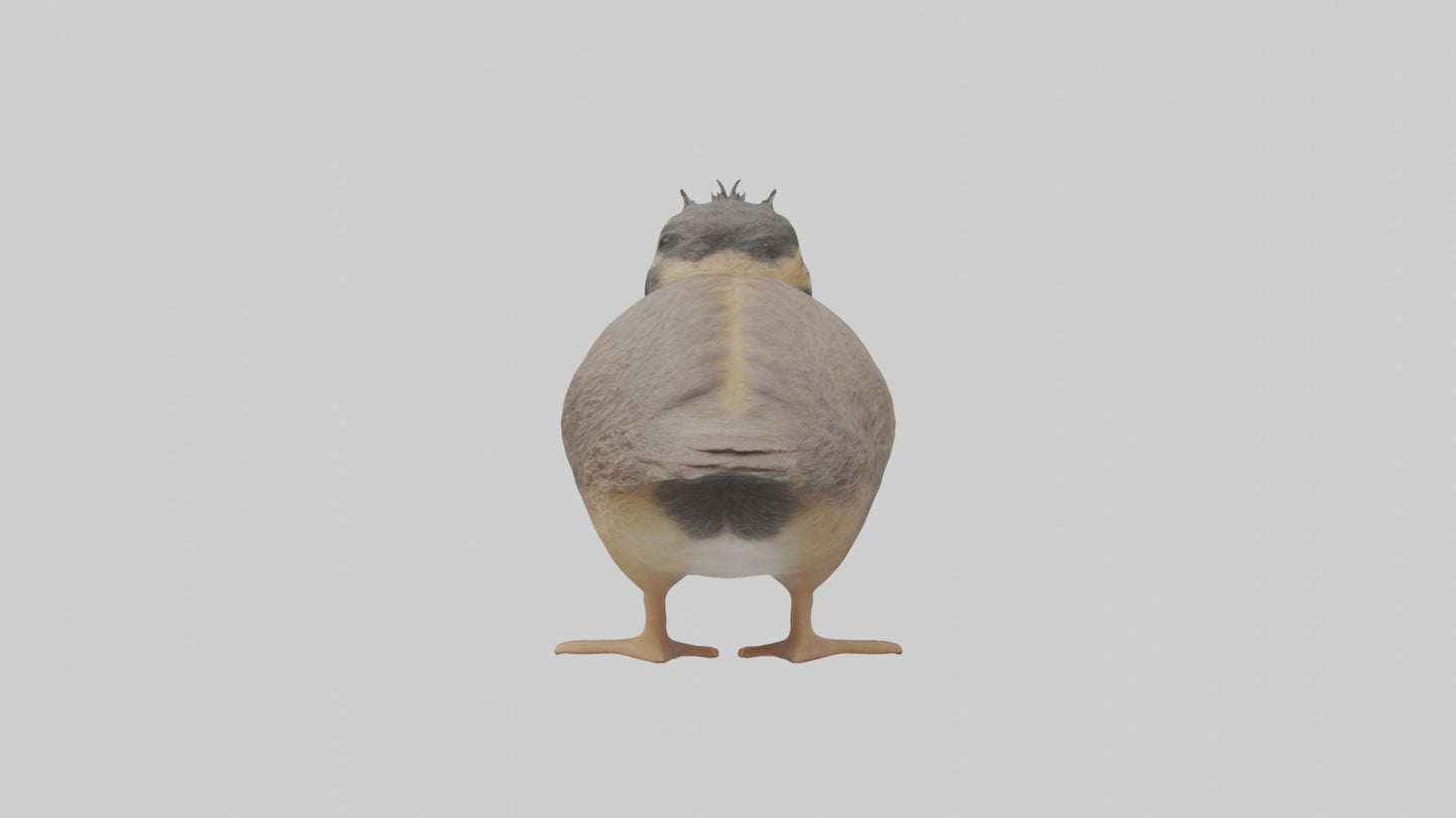 3D model Babyquail Model 1 VR / AR / low-poly