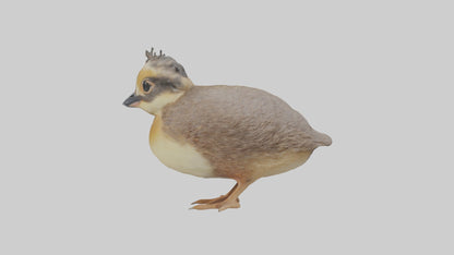 3D model Babyquail Model 1 VR / AR / low-poly