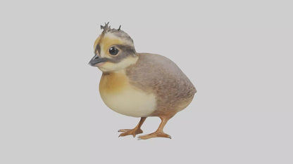 3D model Babyquail Model 1 VR / AR / low-poly