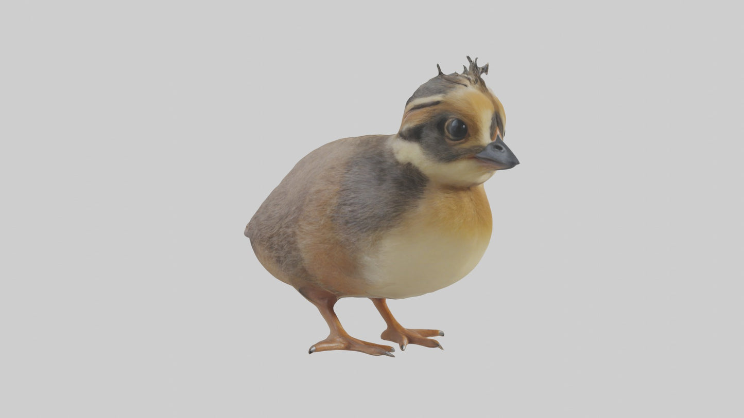 3D model Babyquail Model 1 VR / AR / low-poly