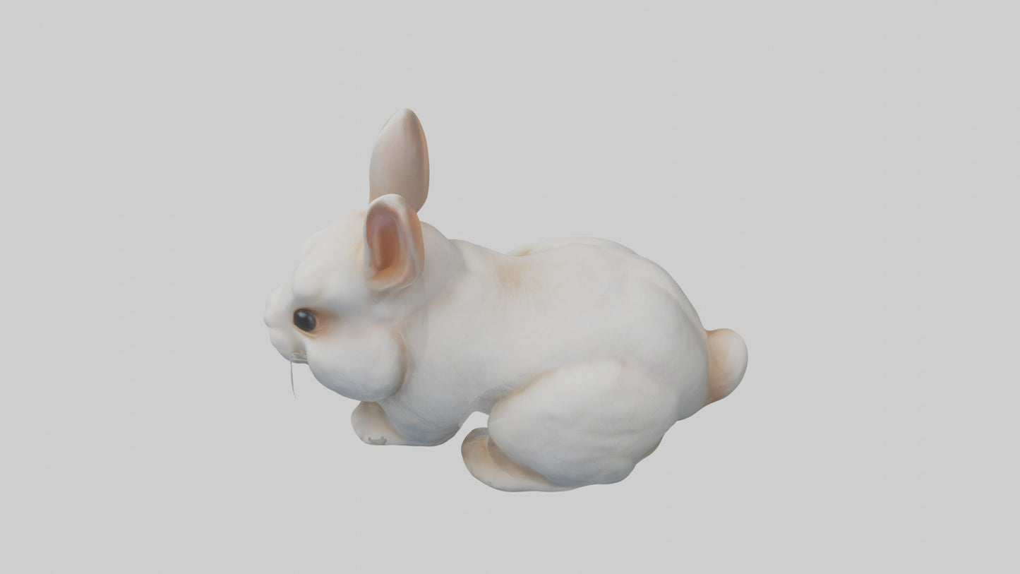 3D model Babyrabbit Model 1 VR / AR / low-poly