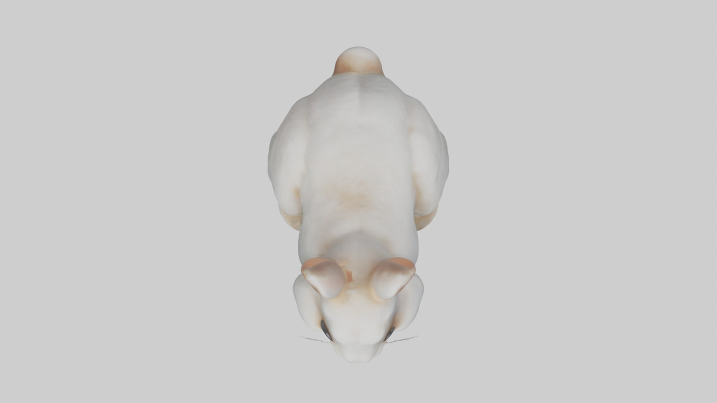 3D model Babyrabbit Model 1 VR / AR / low-poly