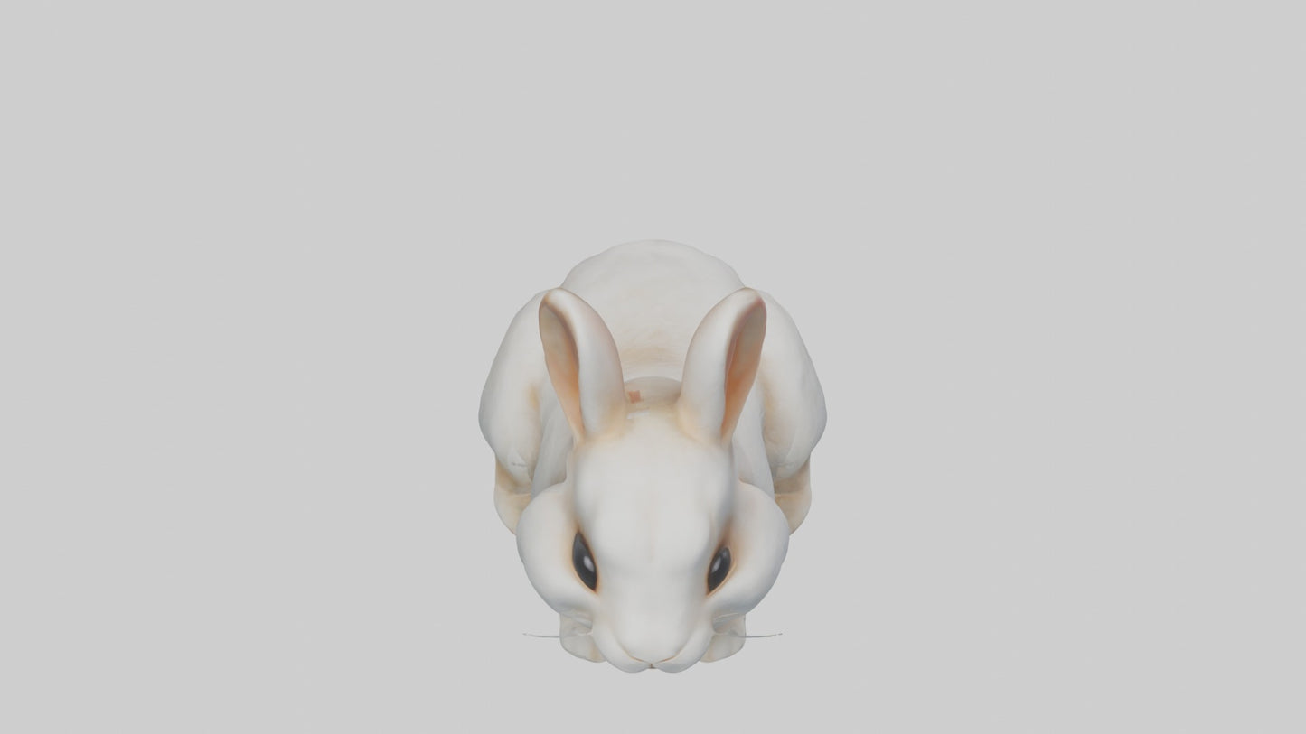 3D model Babyrabbit Model 1 VR / AR / low-poly