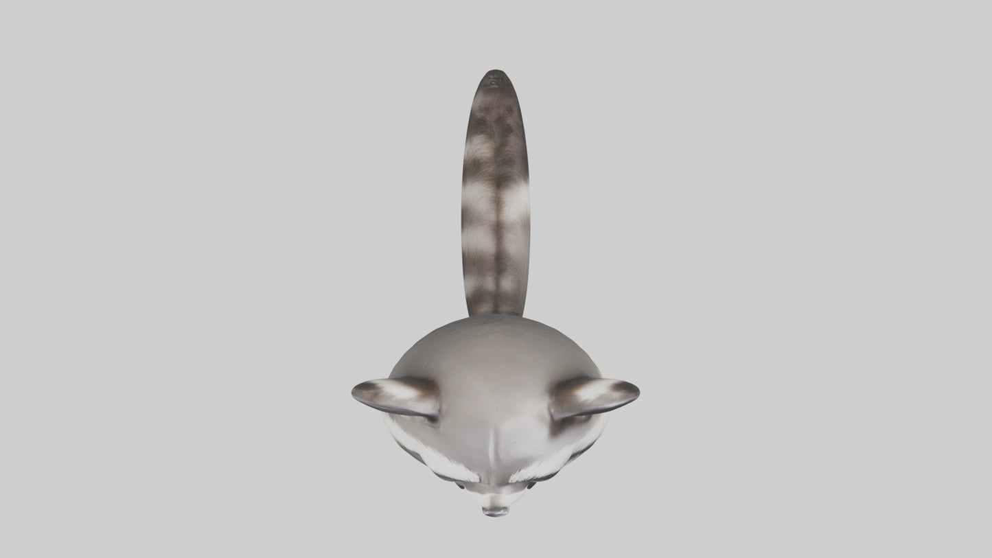 3D model Babyraccoon Model 1 VR / AR / low-poly