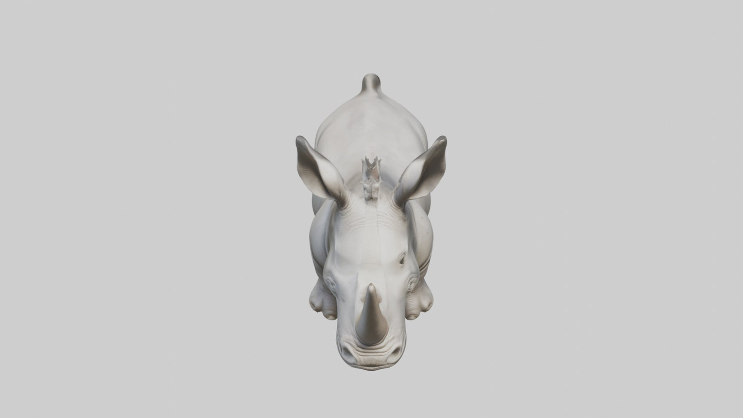 3D model Babyrhinoceros Model 1 VR / AR / low-poly