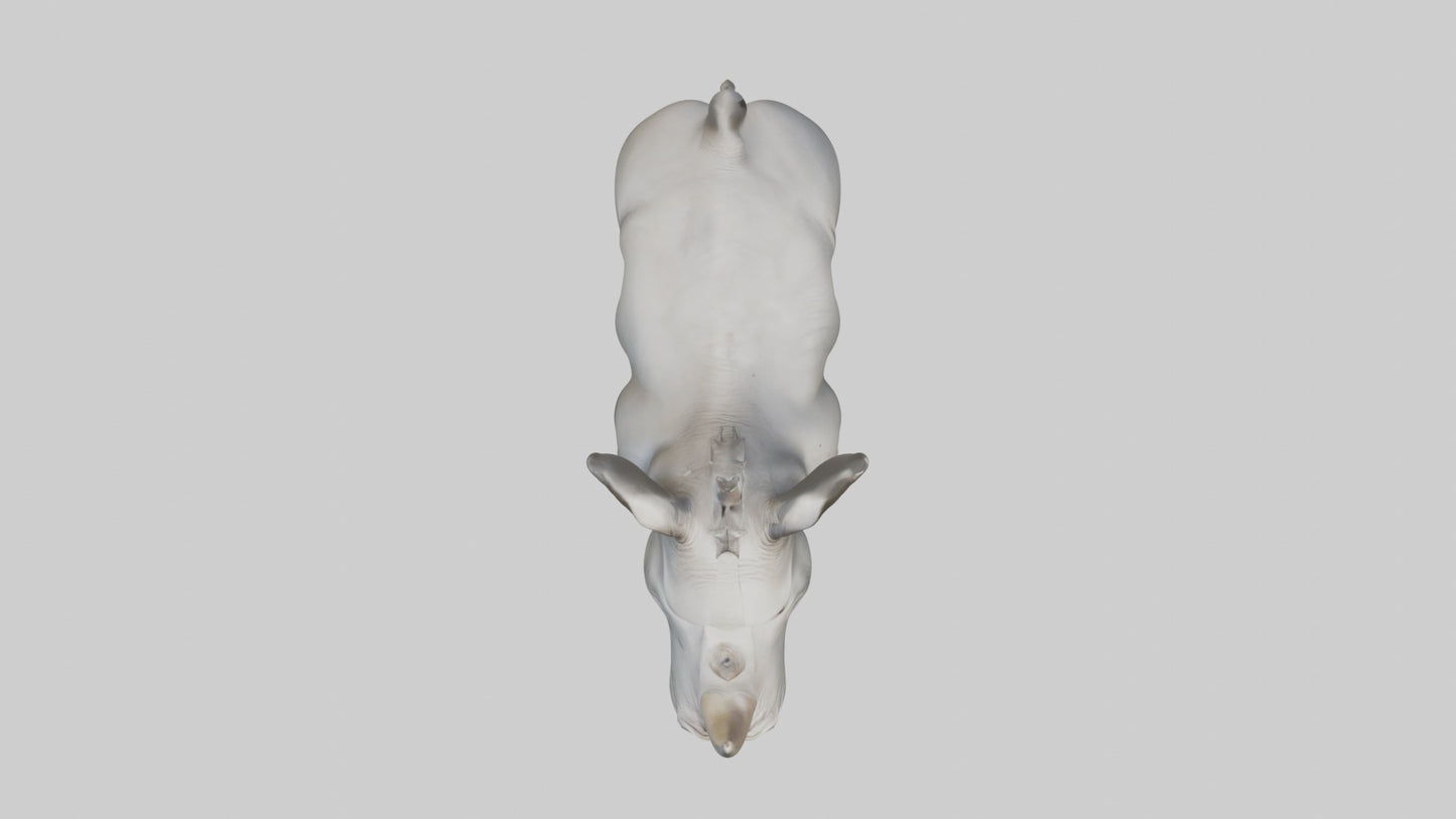 3D model Babyrhinoceros Model 1 VR / AR / low-poly