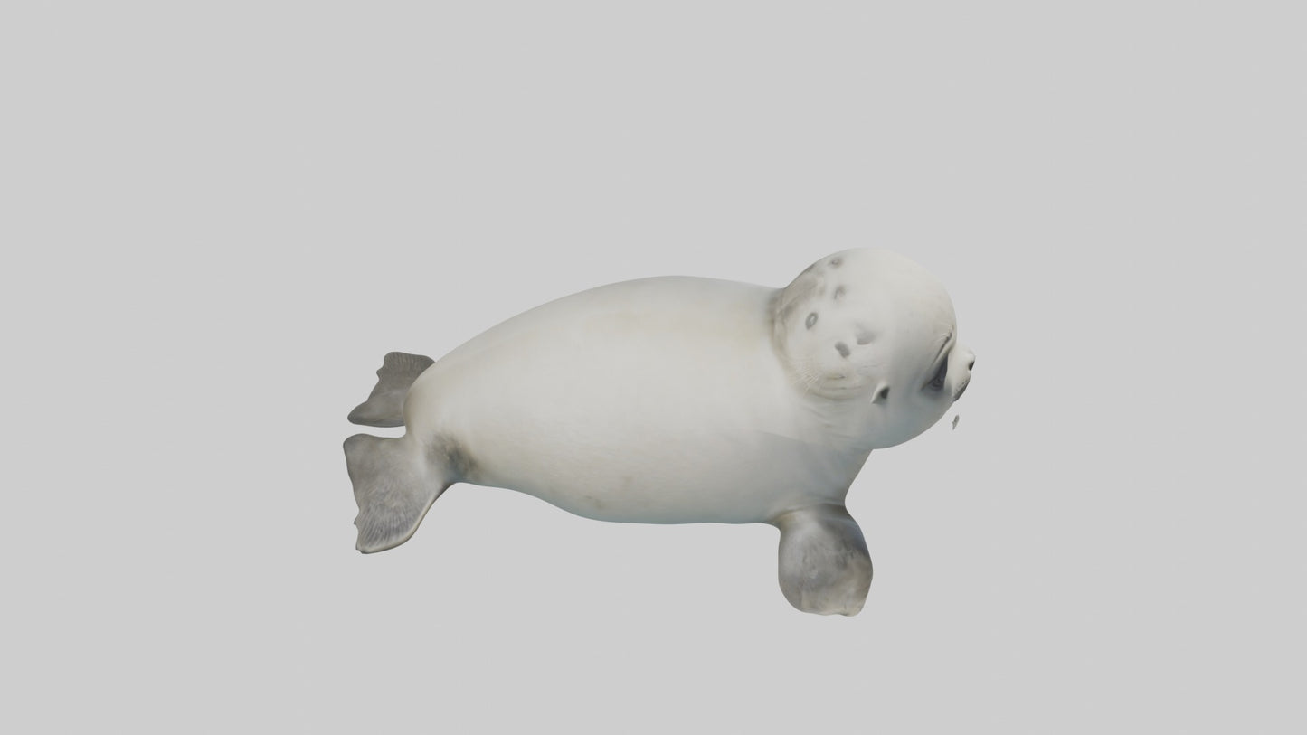 3D model Babyseal Model 1 VR / AR / low-poly