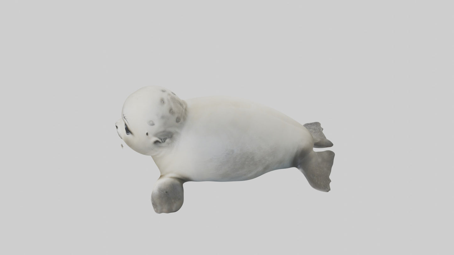 3D model Babyseal Model 1 VR / AR / low-poly