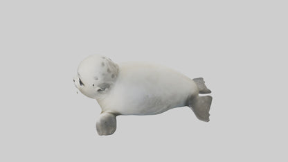 3D model Babyseal Model 1 VR / AR / low-poly