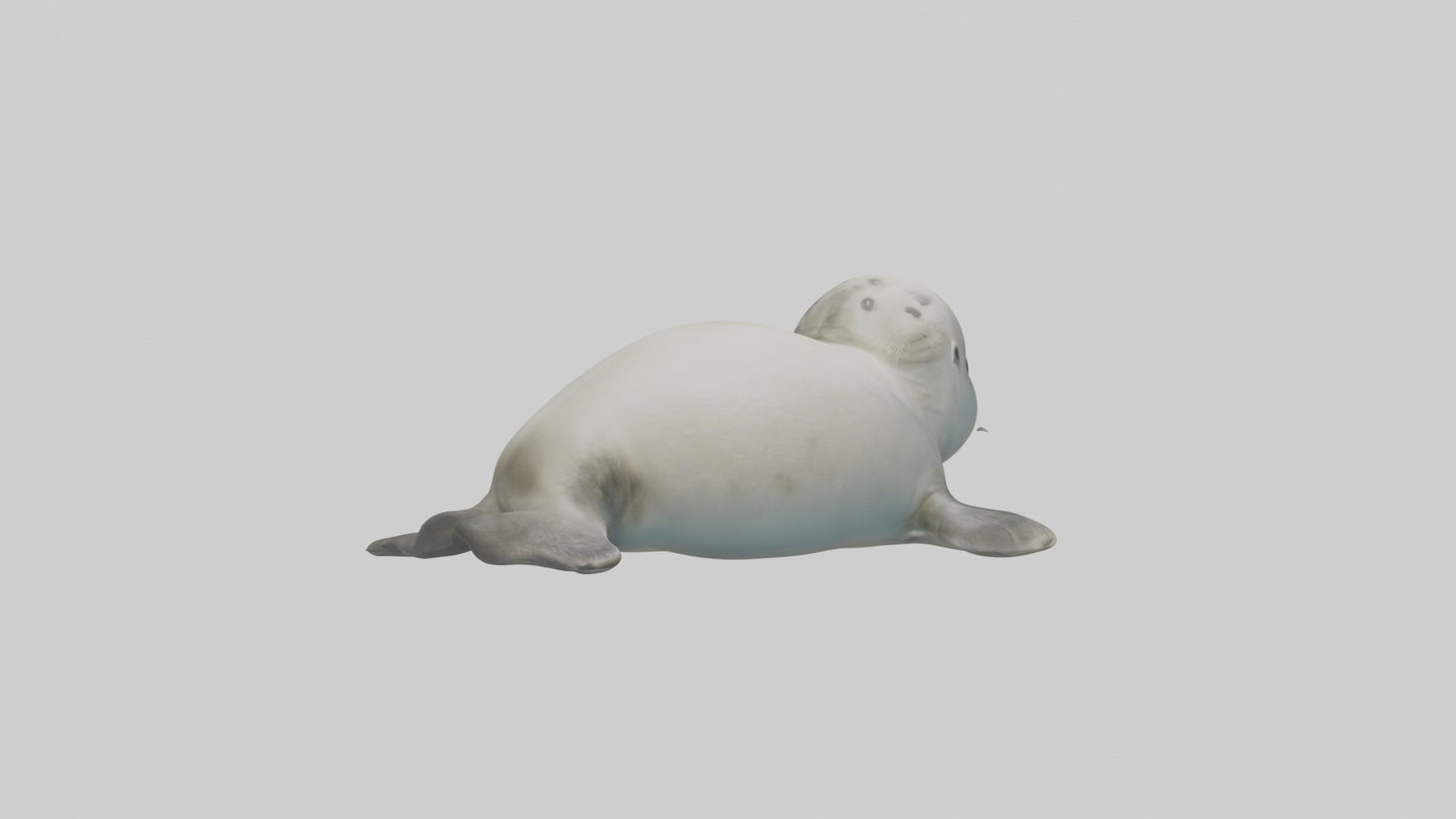 3D model Babyseal Model 1 VR / AR / low-poly