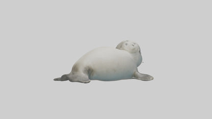 3D model Babyseal Model 1 VR / AR / low-poly