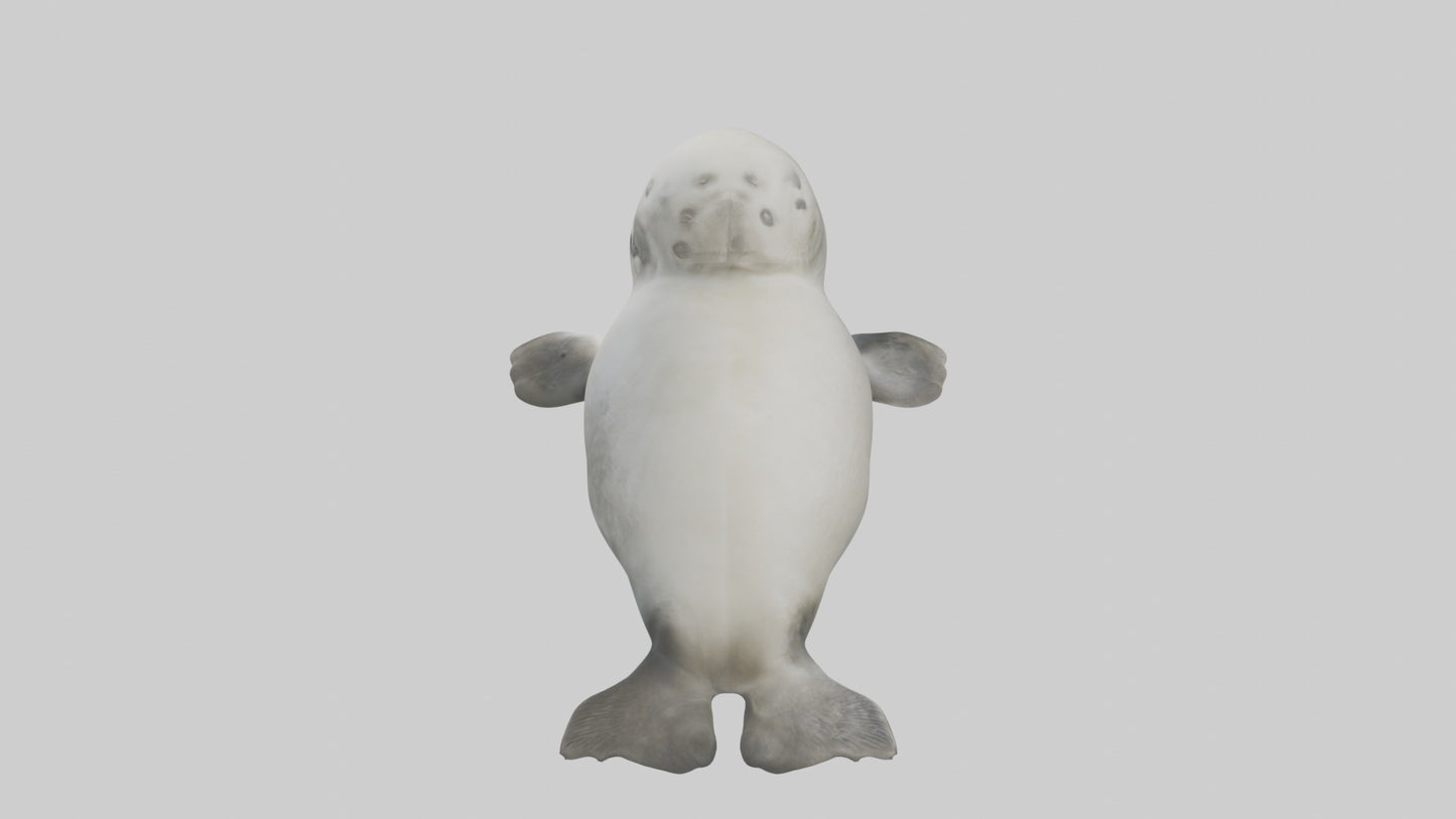 3D model Babyseal Model 1 VR / AR / low-poly